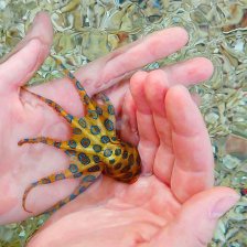Chobotnice kroužkovaná (Hapalochlaena lunulata)