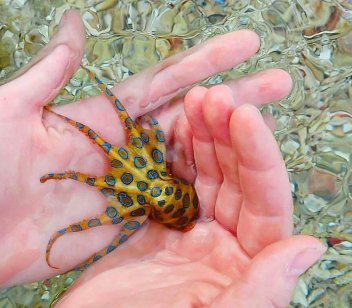 Chobotnice kroužkovaná (Hapalochlaena lunulata) - klikněte pro zobrazení detailu