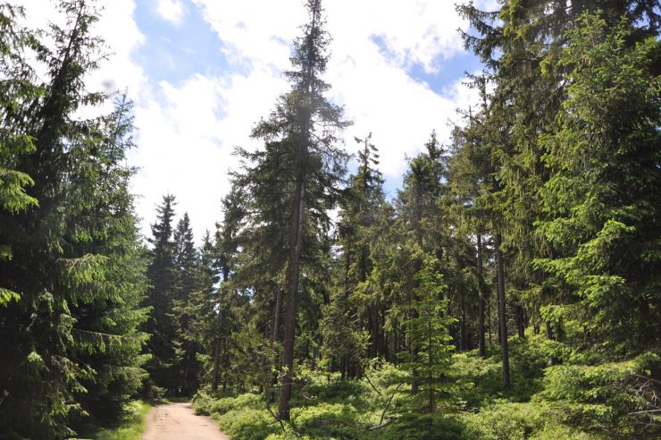 zobrazit detail snímku: Les na Čertově hoře nad Harrachovem