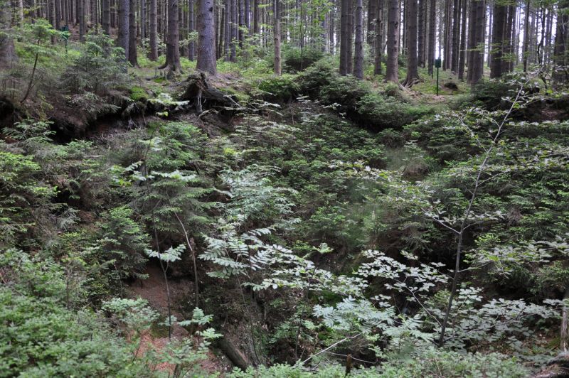Propadliny v lese u Hrarrachova - klikněte pro zobrazení detailu