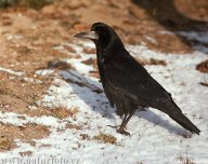 Havran polní - Corvus frugilegus: Havran polní je typickým obyvatelem otevřené…