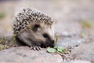 Chováme ježka: Připravila jsem si pro vás sérii článků o…