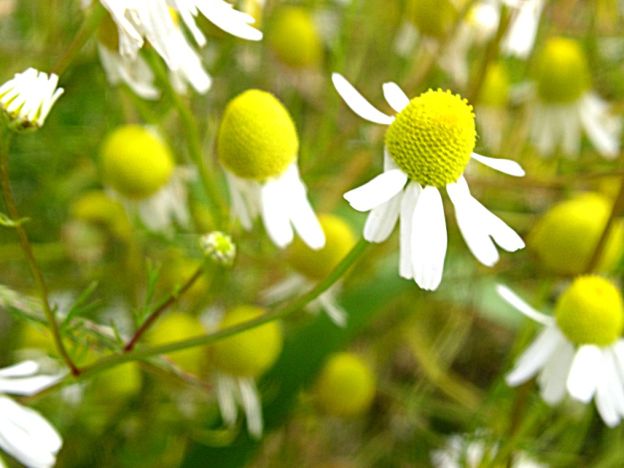 stáhnout tapetu: Heřmánek pravý