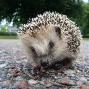 Zvířecí strategie jak přežít zimu „doma v pelechu“