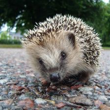 Zvířecí strategie jak přežít zimu „doma v pelechu“