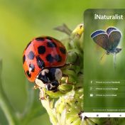Biosmršť – aneb pojďme s mobilem hledat invazní druhy