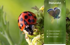 Biosmršť – aneb pojďme s mobilem hledat invazní druhy