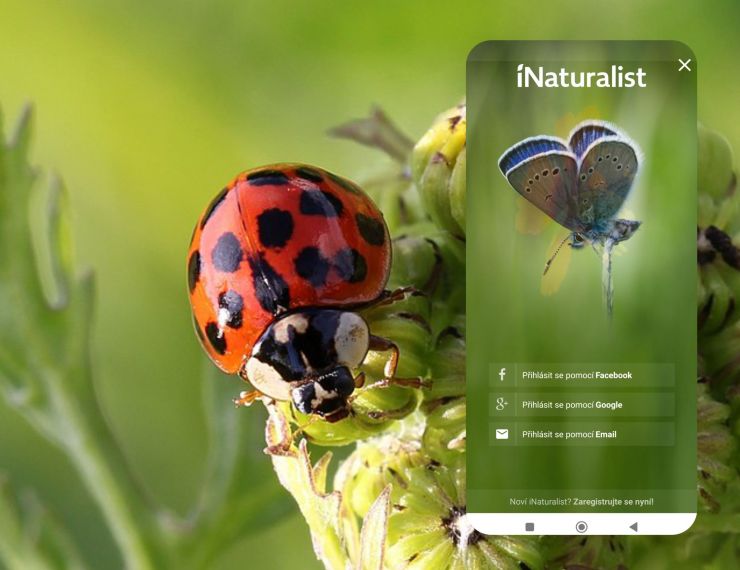 zobrazit detail snímku: Slunéčko východní a home page aplikace Inaturalist