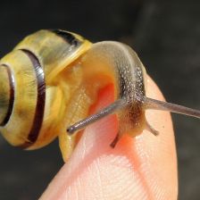 Hlemýžď z rodu páskovek (Cepaea).