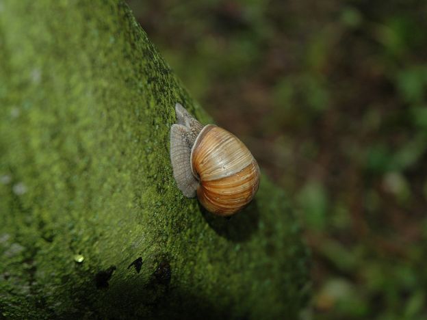 stáhnout tapetu: Hlemýžď