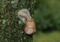 Hlemýžď zahradní - Helix pomatia: Každé malé dítě zná říkanku: 