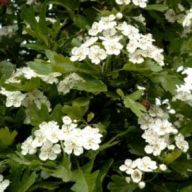 Hloh obecný - Crataegus laevigata: Hloh obecný patří k rostlinám léčivým do…