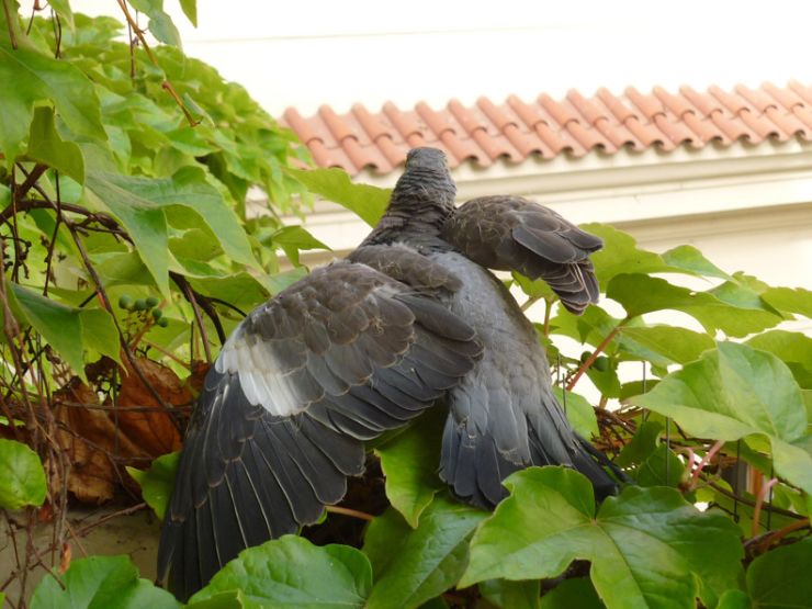 zobrazit detail snímku: Holub hřivnáč