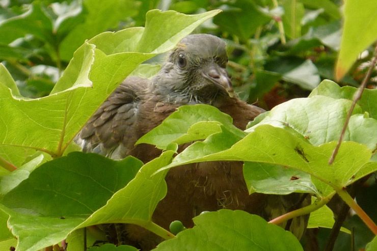 zobrazit detail snímku: Holub hřivnáč