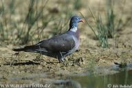 Holub hřivnáč - Columba palumbus: Náš největší holub, kterého můžeme spatřit…