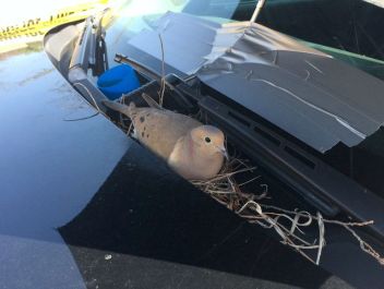 Pták na policejním autě - klikněte pro zobrazení detailu Pták na policejním autě - klikněte pro zobrazení detailu