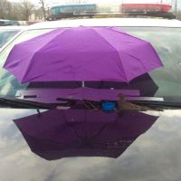 Pták na policejním autě - klikněte pro zobrazení detailu