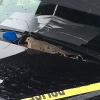 Pták na policejním autě - klikněte pro zobrazení detailu