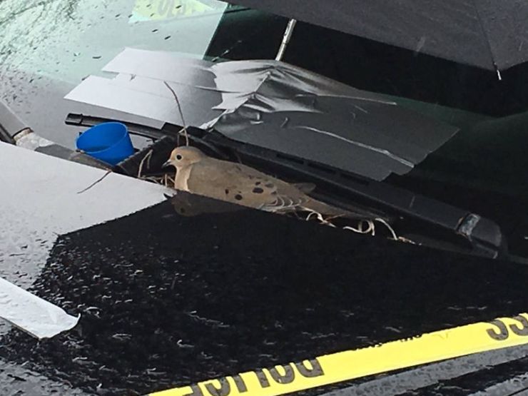 zobrazit detail snímku: Pták na policejním autě