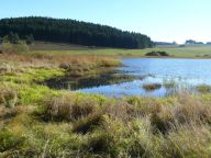 Proč víc tůní v krajině nemusí nutně znamenat víc života?: V posledních letech se budování tůní stalo symbolem…
