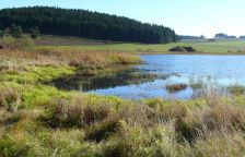 Proč víc tůní v krajině nemusí nutně znamenat víc života?