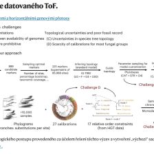 Časový strom hub datovaný fosiliemi a horizontálními genovými přenosy