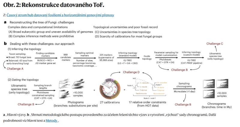Časový strom hub datovaný fosiliemi a horizontálními genovými přenosy - klikněte pro zobrazení detailu
