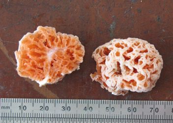 Spongiforma squarepantsii - klikněte pro zobrazení detailu