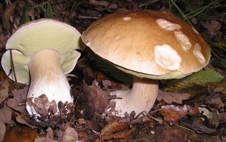 zobrazit detail snímku: Hřiby