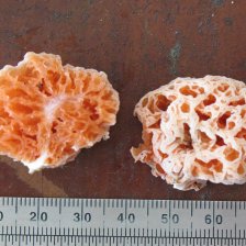 Spongiforma squarepantsii