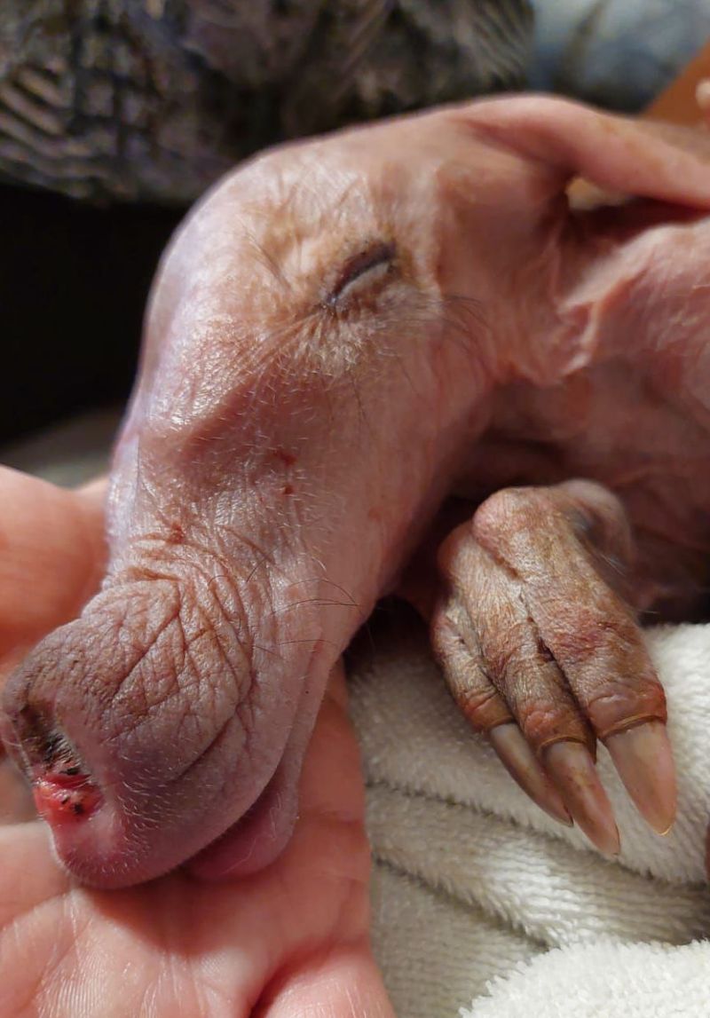 Hrabáč kapský. - klikněte pro zobrazení detailu