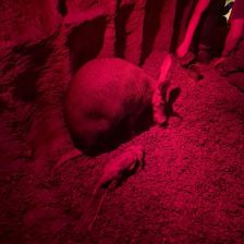 Hrabáč kapský se svou matkou.