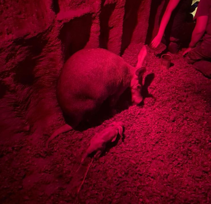 zobrazit detail snímku: Hrabáč kapský se svou matkou.