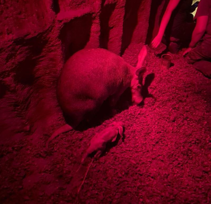 Hrabáč kapský se svou matkou. - klikněte pro zobrazení detailu