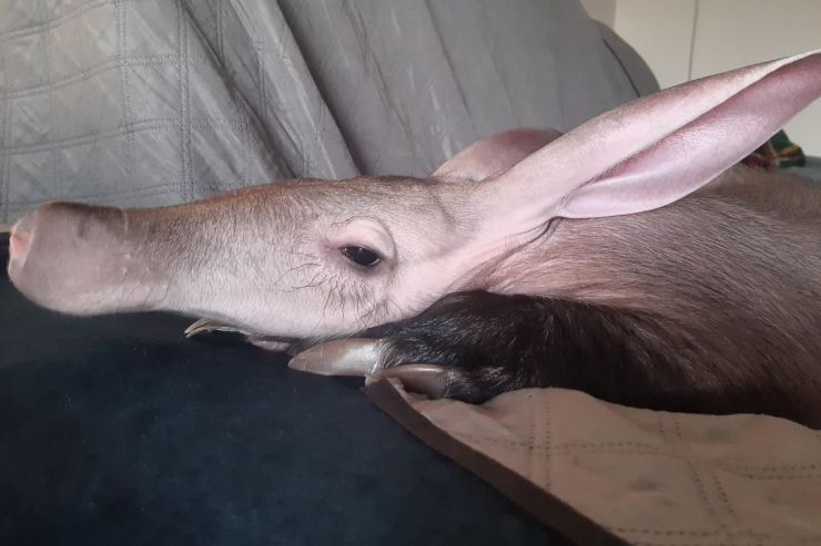 zobrazit detail snímku: Hrabáč kapský.