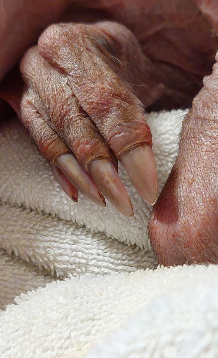 zobrazit detail snímku: Hrabáč kapský.