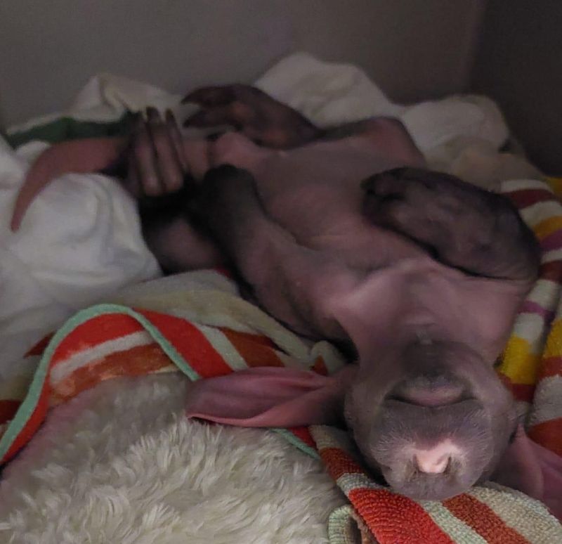 Hrabáč kapský. - klikněte pro zobrazení detailu