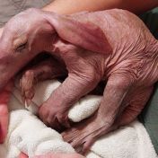 Jak ve Wroclawi zázračně zachránili malé ušaté „podzemní prasátko“