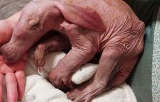 Jak ve Wroclawi zázračně zachránili malé ušaté „podzemní prasátko“