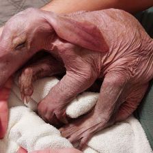 Jak ve Wroclawi zázračně zachránili malé ušaté „podzemní prasátko“