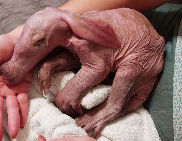 zobrazit detail snímku: Hrabáč kapský po narození.