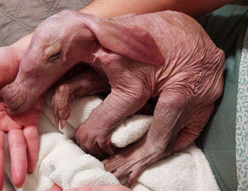 Hrabáč kapský po narození. - klikněte pro zobrazení detailu