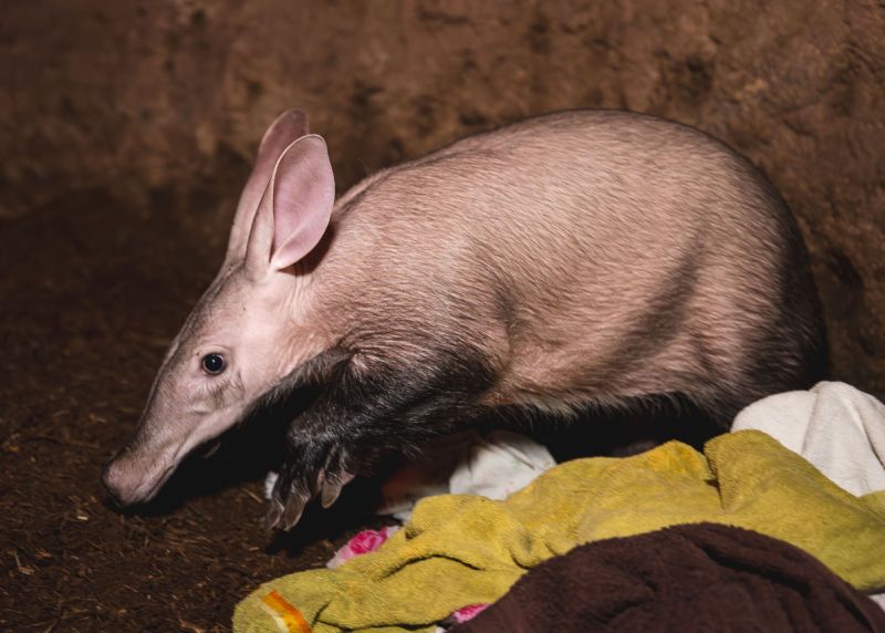 Hrabáč kapský. - klikněte pro zobrazení detailu