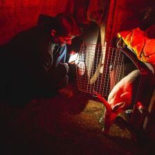 Hrabáč kapský a Andrzej Miozga.