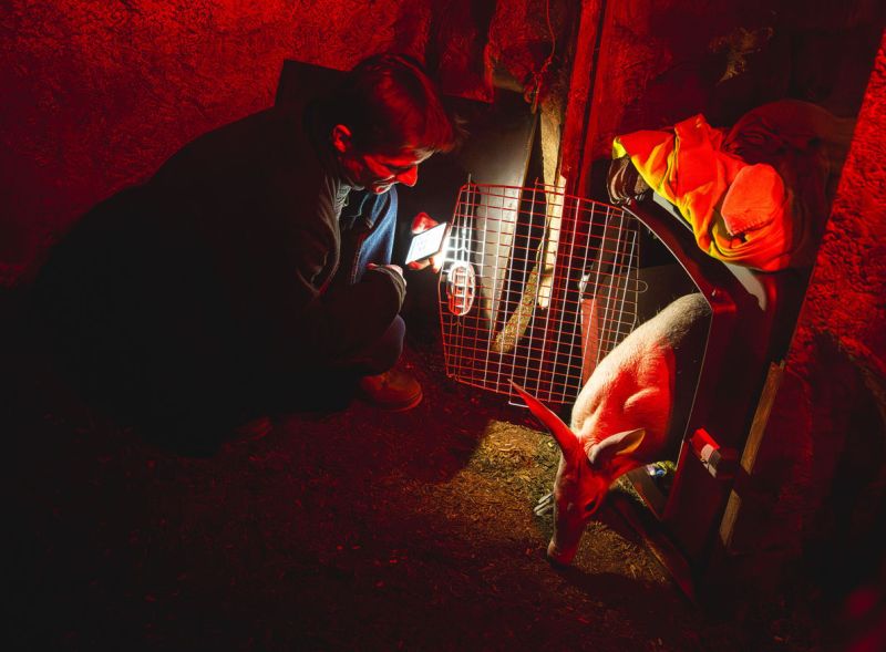 Hrabáč kapský a Andrzej Miozga. - klikněte pro zobrazení detailu