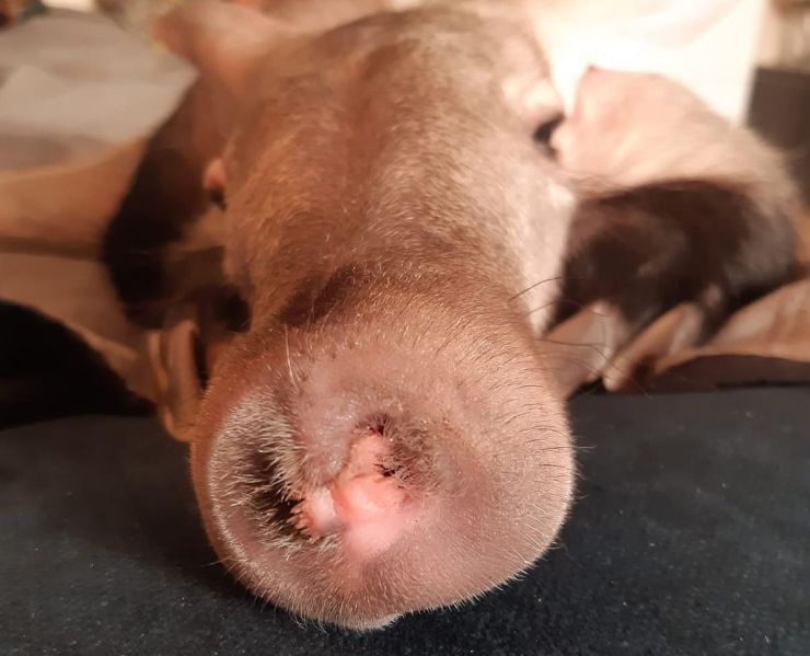 zobrazit detail snímku: Hrabáč kapský.