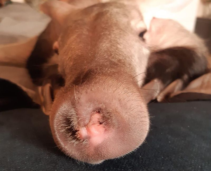 Hrabáč kapský. - klikněte pro zobrazení detailu