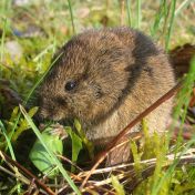 Pozor na extrémní jedy proti hrabošům v polích