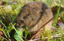 Pozor na extrémní jedy proti hrabošům v polích