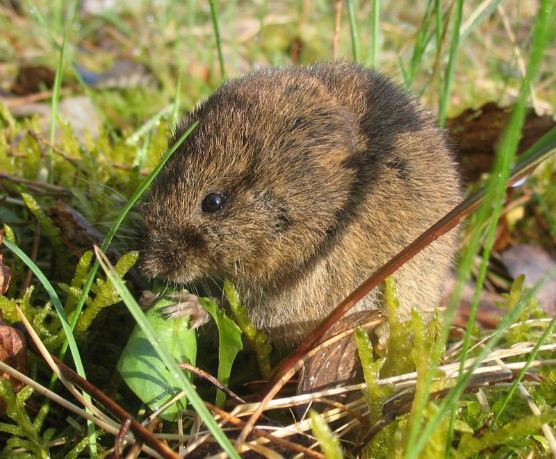 Hraboš polní - klikněte pro zobrazení detailu